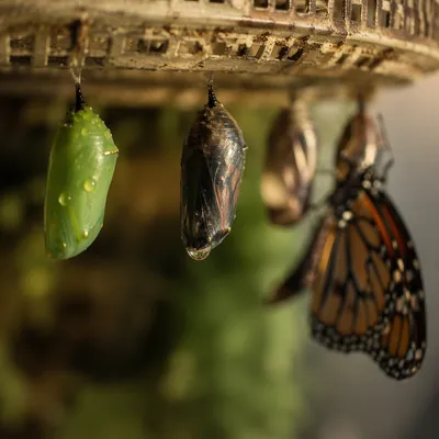 Butterfly Emerging Beside Green Chrysalises