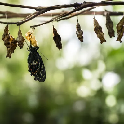 Butterfly Emerging in Evergreen Conservatory