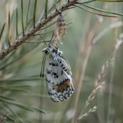 New Butterfly Emerging Beneath Evergreen Cocoon