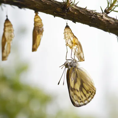 Butterfly Emerging From Evergreen Chrysalis