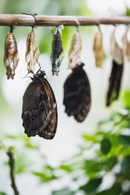 New Butterfly Emerging From Evergreen Cocoon