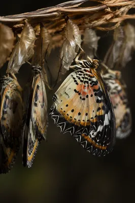 Butterflies Emerging From Cocoons in Renewal