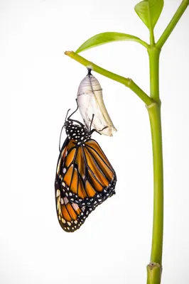 Newly Emerged Butterfly Beneath Pale Chrysalis