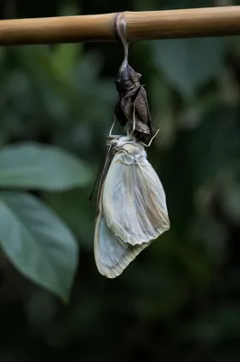 Newly Emerged Butterfly on Bamboo Cocoon