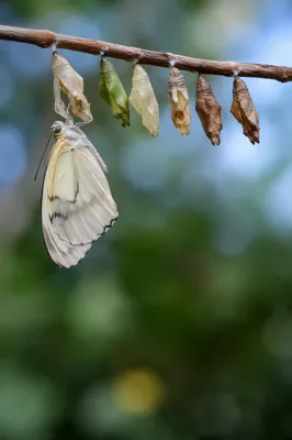 Pale Butterfly Emerging in Evergreen Garden