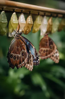 Butterfly Emerging From Golden Chrysalis