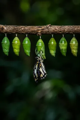 Butterfly Emerging from Green Chrysalis