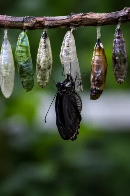 Butterfly Emerging Among Evergreen Chrysalises