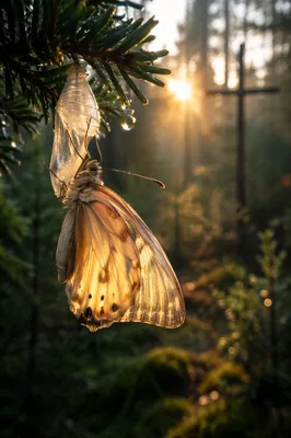 Golden Butterfly Emerging in Evergreen Dawn