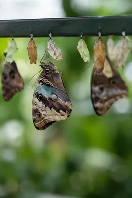 Butterflies Emerging in Evergreen Greenhouse