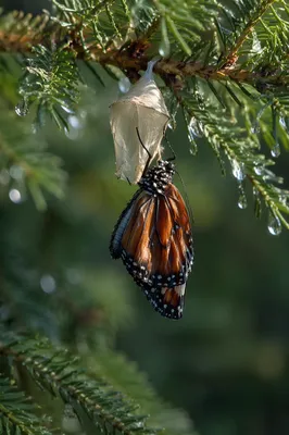 Butterfly Emerging from Evergreen Cocoon