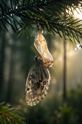 Butterfly Emerging on Evergreen Pine Branch