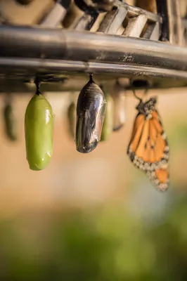 Butterfly Emerging Beside Green Chrysalises