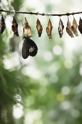 Butterfly Emerging in Evergreen Conservatory