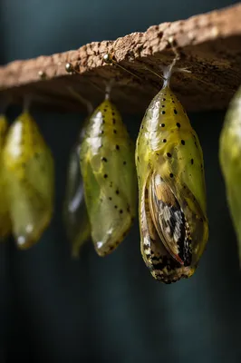 Butterfly Emerging from Evergreen Chrysalis Macro