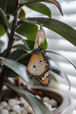 Butterfly Emerging Beneath Evergreen Leaves
