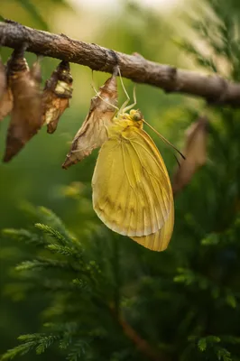 Yellow Butterfly Emerging Beneath Evergreen Branch