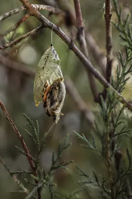Butterfly Emerging from Evergreen Chrysalis