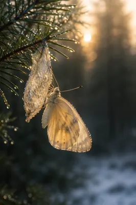 Golden Butterfly Emerging on Evergreen Branch