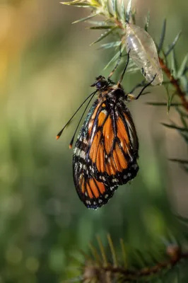 Butterfly Emerging From Chrysalis on Evergreen Twig