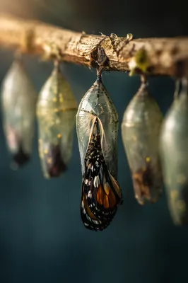 Butterfly Emerging From Evergreen Chrysalis