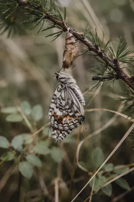 Newly Emerged Butterfly on Evergreen Twig
