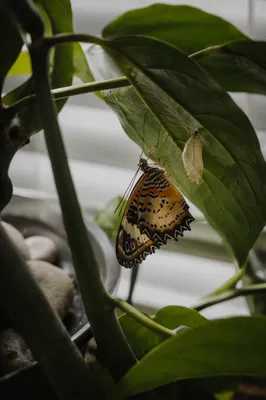 Newly Emerged Butterfly Beneath Evergreen Leaf