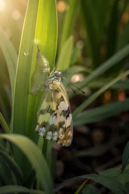Emerging Butterfly on Evergreen Leaf