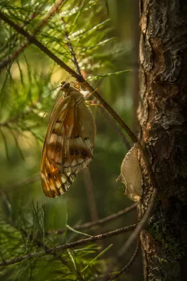 Evergreen Butterfly Emerging from Chrysalis