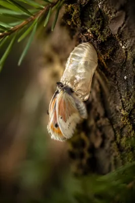 Butterfly Emerging from Cocoon on Evergreen Bark