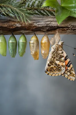 Butterfly Emerging from Evergreen Cocoon