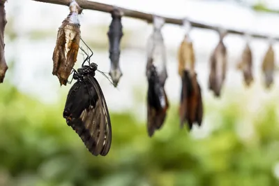 Newly Emerged Butterfly on Evergreen Chrysalis