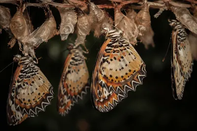 Butterflies Emerging from Cocoons in Renewal