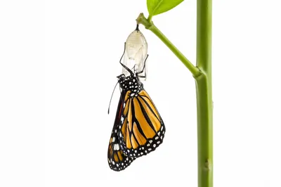 Butterfly Emerging From Cocoon on Green Stem