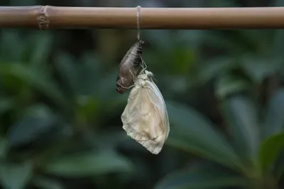Newly Emerged Butterfly Beside Split Chrysalis