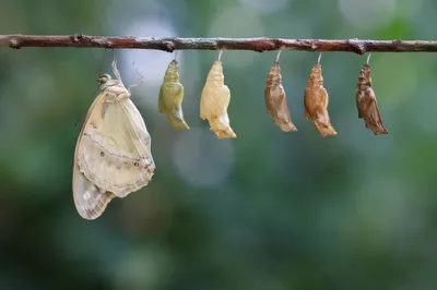Butterfly Emerging From Chrysalis in Evergreen Garden