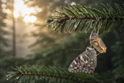 New Butterfly Resting on Evergreen Chrysalis