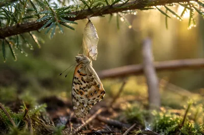 Butterfly Emerging Beneath Evergreen Branch