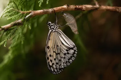 Newly Emerged Butterfly in Evergreen Garden