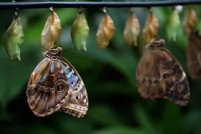New Butterfly Emerging Beneath Golden Chrysalises
