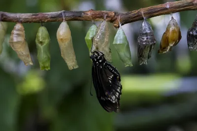 Butterfly Emerging From Cocoon in Evergreen Garden
