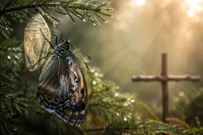 Butterfly Emerging from Cocoon on Evergreen