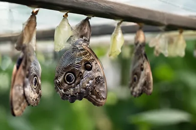 Butterflies Emerging From Chrysalises in Evergreen Garden