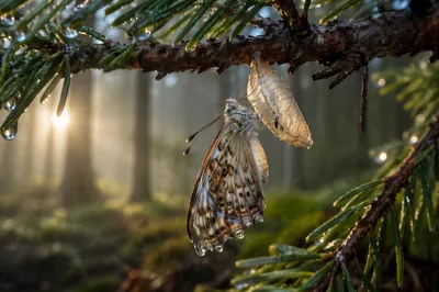 Butterfly Emerging Beneath Evergreen Pine Branch