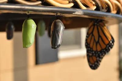 Newly Emerged Butterfly Beside Hanging Chrysalises