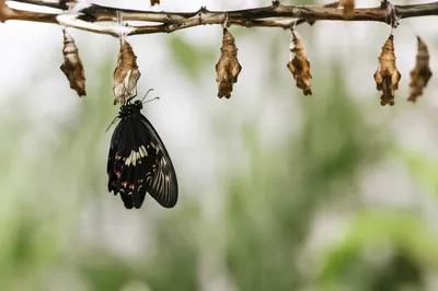Butterfly Emerging in Evergreen Conservatory