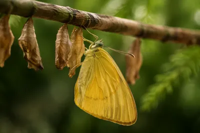 Yellow Butterfly Emerging in Evergreen Garden