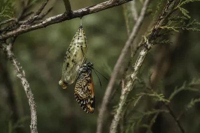 Butterfly Emerging from Chrysalis in Evergreen Forest