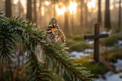 Butterfly Emerging by Evergreen Cross at Dawn