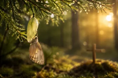 Butterfly Emerging from Cocoon at Dawn